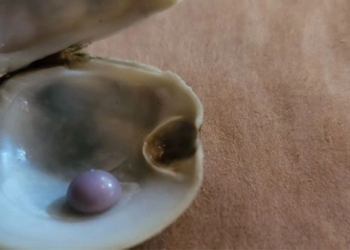american diner discovers rare pearl hidden in 14 usd appetizer 122405