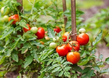americans are having a hard time just because of tomatoes why is that 123078