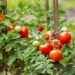 americans are having a hard time just because of tomatoes why is that 123078