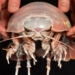 analysis scientists discover new giant sea snake 122308
