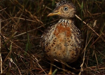 ancient bird species at risk of extinction in australia 121729