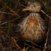 ancient bird species at risk of extinction in australia 121729
