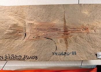 ancient stone flower nearly 330 million years old shows that turtles may have existed before dinosaurs 120862