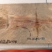 ancient stone flower nearly 330 million years old shows that turtles may have existed before dinosaurs 120862