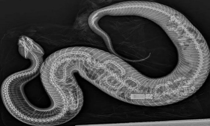 X-ray image reveals the remains of a Burmese python eaten by a water moccasin.