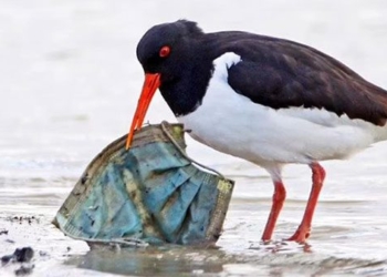 animal alerts trapped in masks thrown away by humans 122116
