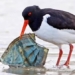 animal alerts trapped in masks thrown away by humans 122116