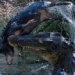 animal invasion due to the unexpected rescue of an australian crocodile 122391