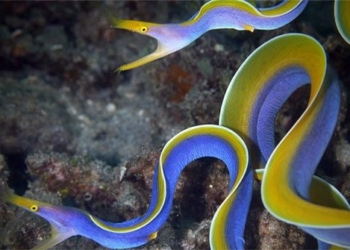 animals that can freely change gender if they want 123286