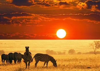 animals with curved horns in africa which new species 122975