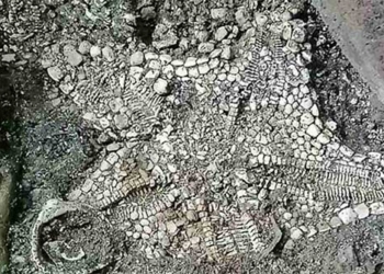 another mystery of the holy black church mexico challenges science 119368