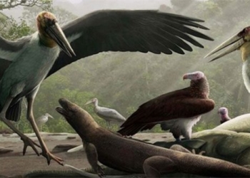 archaeologists find giant stone flower species taller than humans 121731