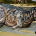 argentina discovers unique fossil of dinosaur 90 million years ago 122924