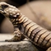 armadillo species outer space 118146