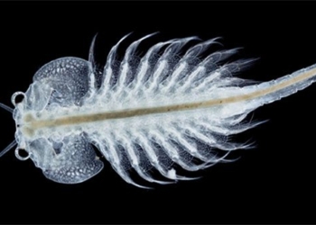 artemia salina organisms that can survive for 10 000 years 124017