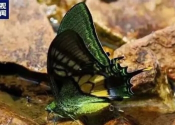 artificial reproduction successfully created rarest butterfly in the world 122776