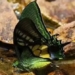 artificial reproduction successfully created rarest butterfly in the world 122776