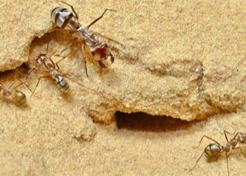 astonishing with a tiny creature that can run 47 steps per second 119373