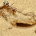 astonishing with a tiny creature that can run 47 steps per second 119373