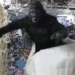 astronauts bring space suit to international space station iss 118234