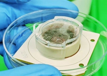 australia develops chip how people 118090