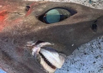 australian fishermen catch ocean catfish after seeing ghostly appearance 122990