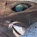 australian fishermen catch ocean catfish after seeing ghostly appearance 122990