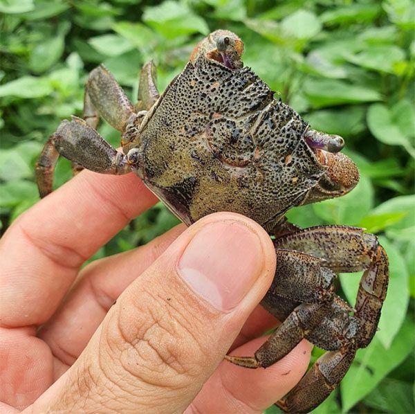 Three-striped crab