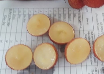 bac giang successful experiment on missing thin variety 121449