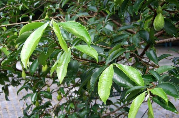 Bạch mộc hương