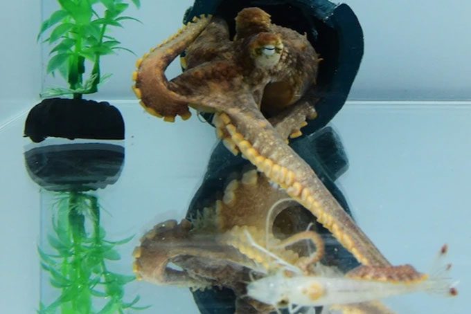 A moment of the octopus attacking its prey.