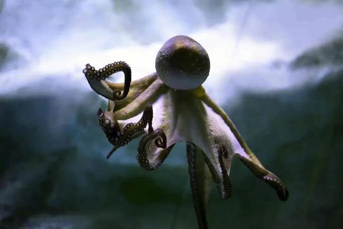 Octopus