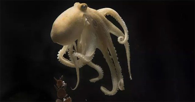 California two-spot octopus with blue rings on either side