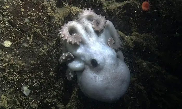 The Casper octopus laying eggs on a sponge.