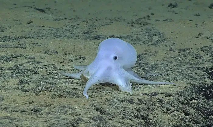 The Casper octopus has short, perplexing tentacles.