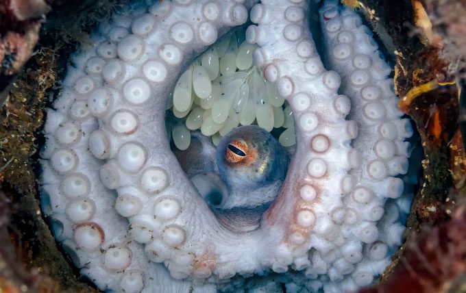 Image of the octopus with eggs captured by Mr. Kovacs during his diving trip.