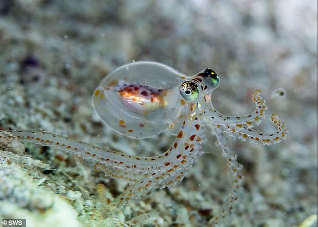 Octopus