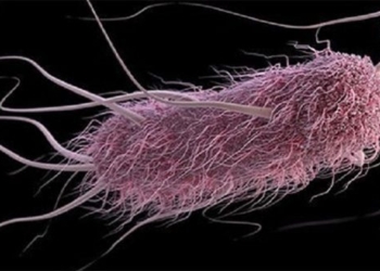 bacteria control by sound to destroy cancer cells 119667
