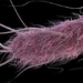bacteria control by sound to destroy cancer cells 119667