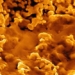 bacteria discovered in 1976 can transform metal into gold 124365