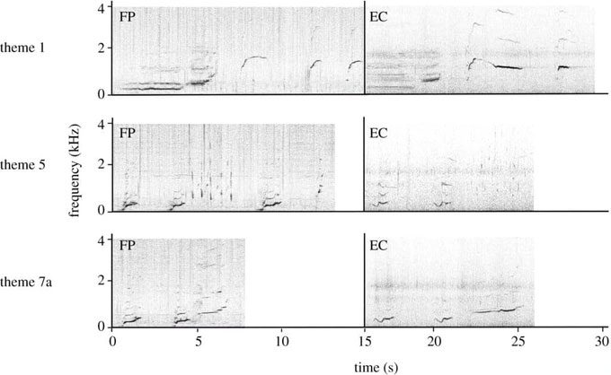 Image showing three song themes shared by humpback whales