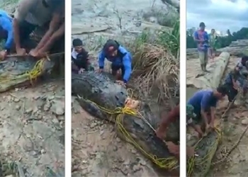bamboo village 3 day hunt crocodile eating farmer 122001