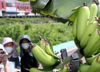 banana veneer in south korea is too natural due to the heat 122065