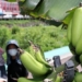banana veneer in south korea is too natural due to the heat 122065