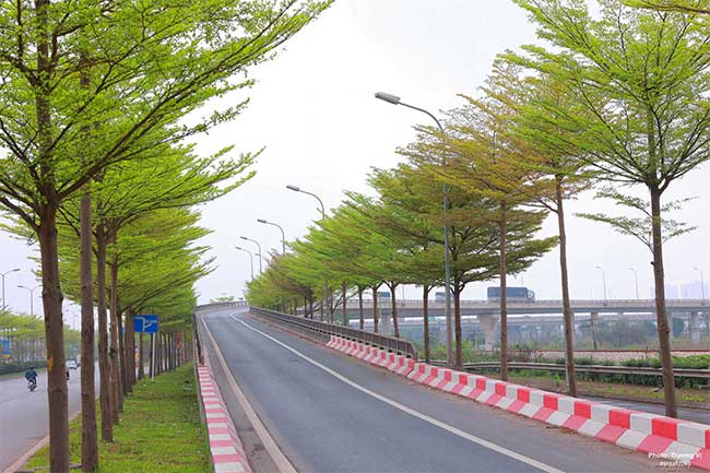 Rows of trees with small leaves, their canopies divided into layers