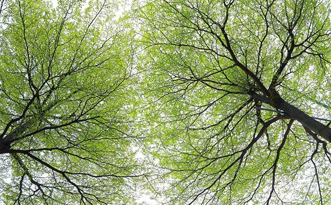 Currently, small-leaved banyan trees are greening many inner-city roads in Hanoi
