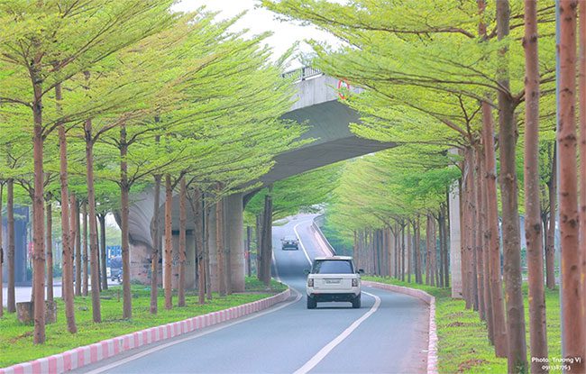 Rows of small-leaved banyan trees at the intersection of National Highway 5 leading to National Highway 1 towards Bac Ninh – Bac Giang