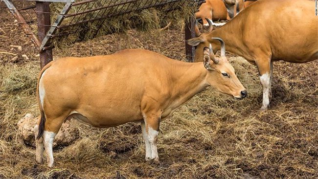 Banteng