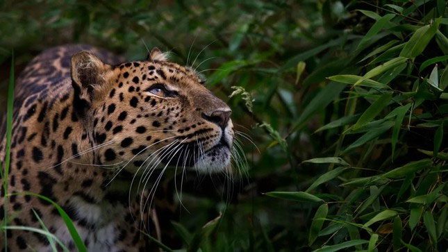 Amur Leopard