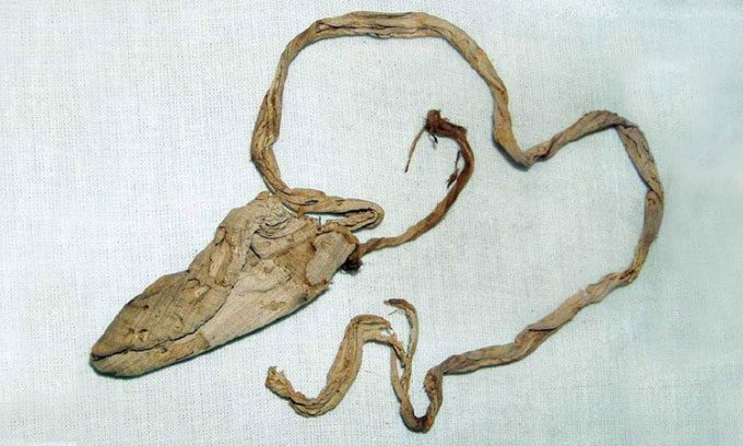 bao cao su cua vua tutankhamun
